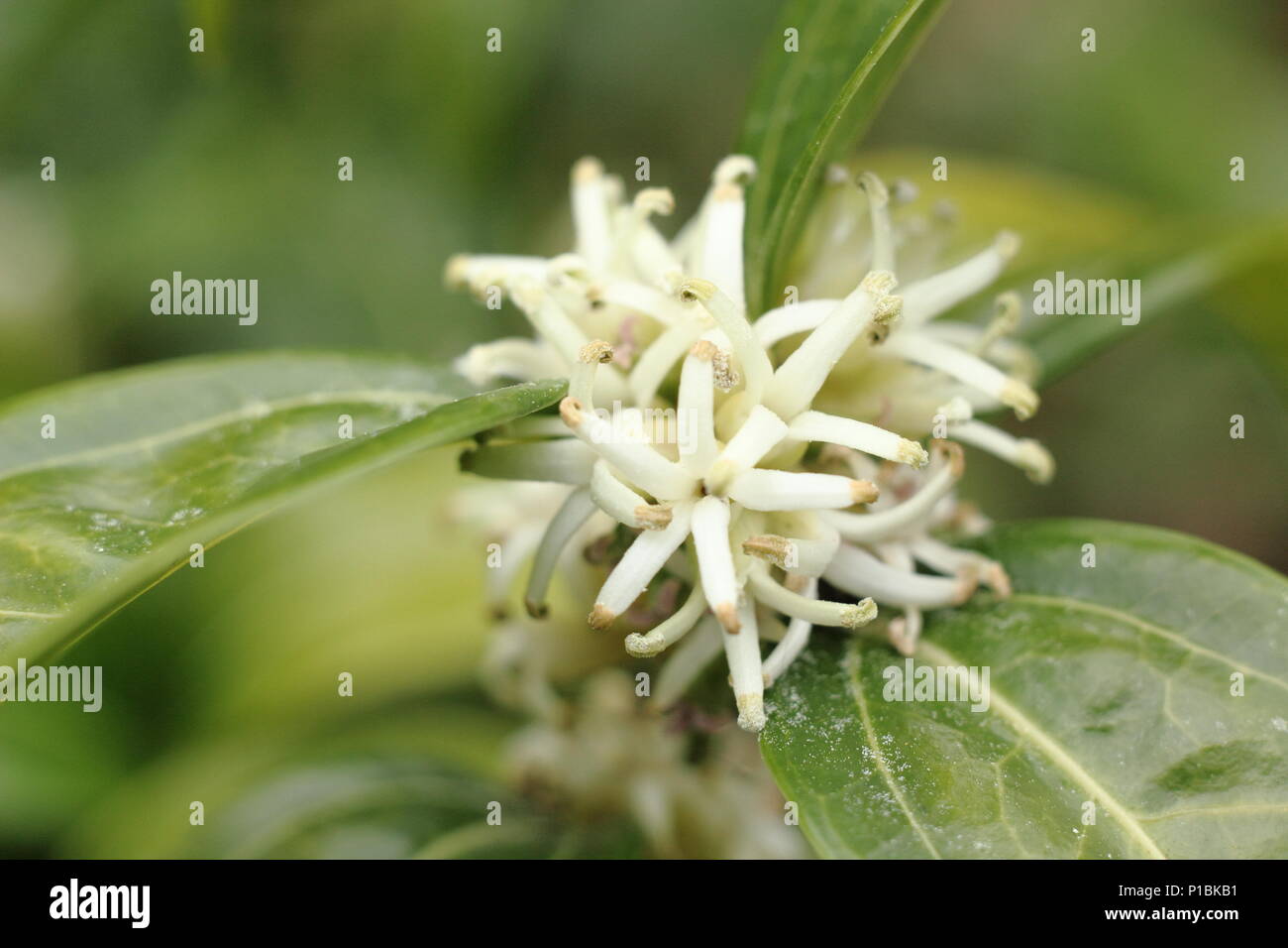 Sarcococca wallichii. Fiori profumati di Sarcococca wallichii, chiamato anche scatola di Natale o scatola di dolci, in fiore nel giardino d'inverno, REGNO UNITO Foto Stock