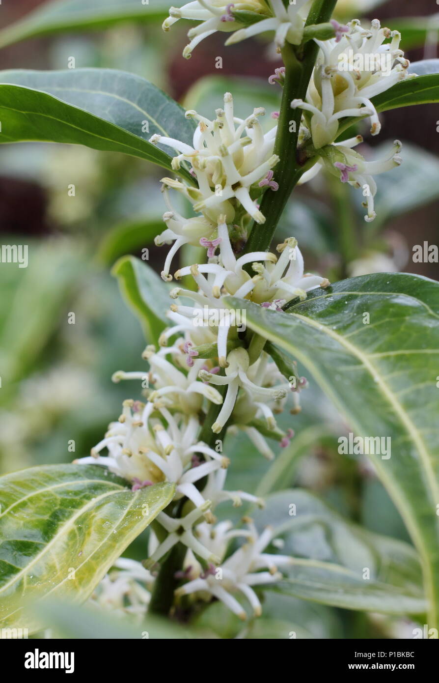 Sarcococca wallichii. Fiori profumati di Sarcococca wallichii, chiamato anche scatola di Natale o scatola di dolci, in fiore nel giardino d'inverno, REGNO UNITO Foto Stock