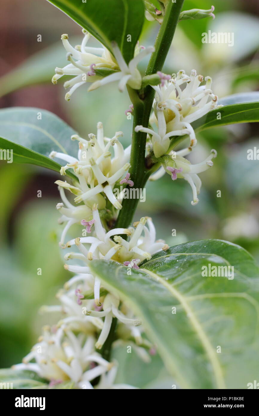 Sarcococca wallichii. Fiori profumati di Sarcococca wallichii, chiamato anche scatola di Natale o scatola di dolci, in fiore nel giardino d'inverno, REGNO UNITO Foto Stock