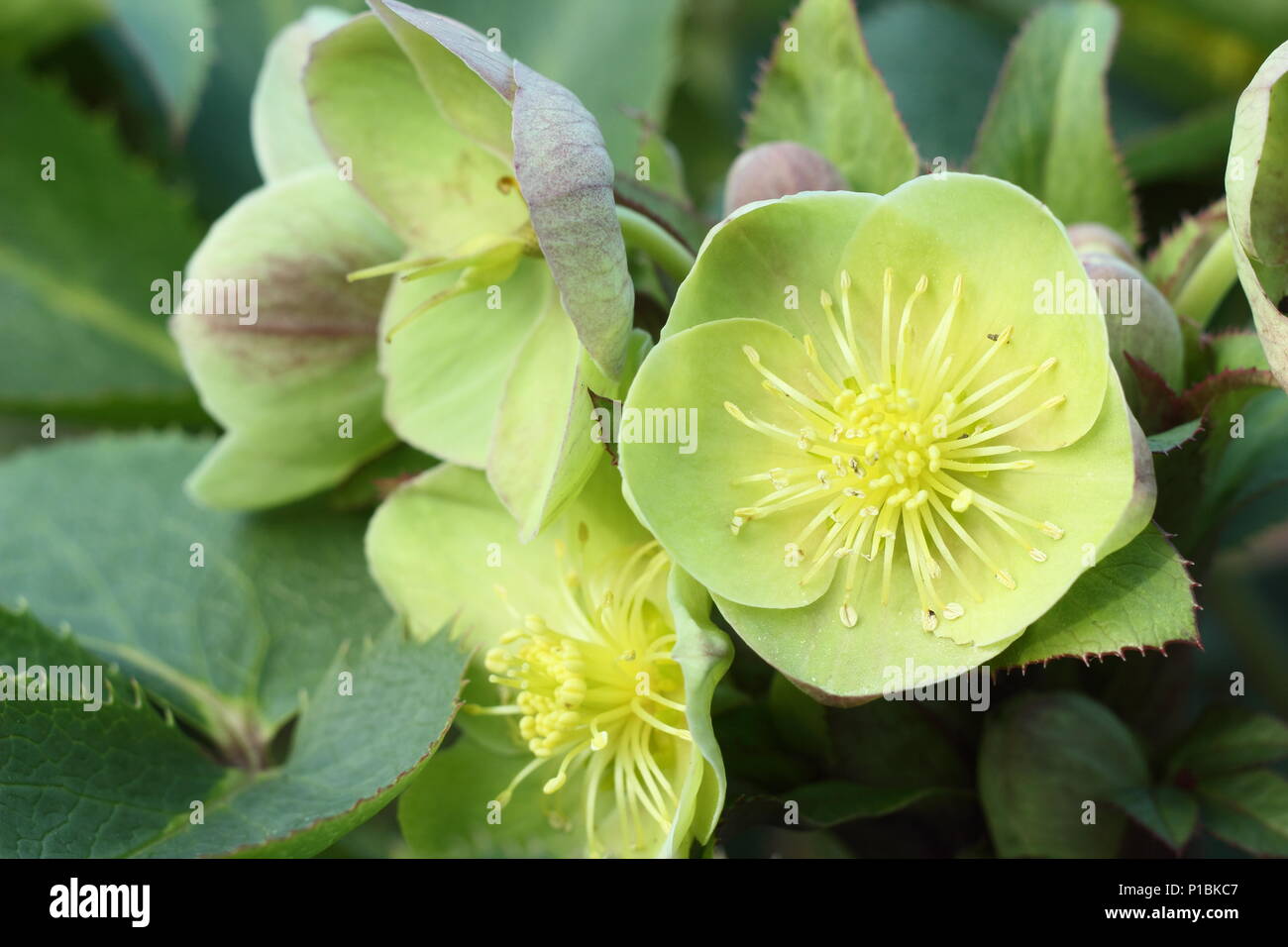 Helleborus × sternii, chiamato anche Stern ibrida l'elleboro, in fiore in un inglese winter garden, REGNO UNITO Foto Stock