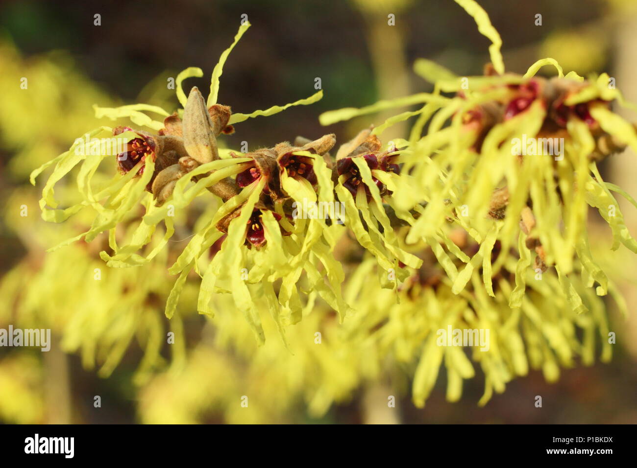 Hamamelis x intermedia 'primavera' amamelide in fiore in un giardino d'inverno, febbraio, REGNO UNITO Foto Stock