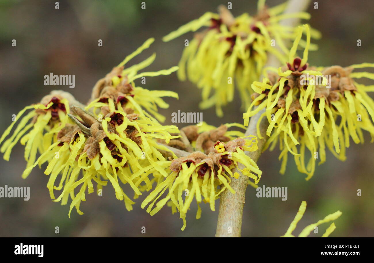 Hamamelis x intermedia 'primavera' amamelide in fiore in un giardino d'inverno, febbraio, REGNO UNITO Foto Stock