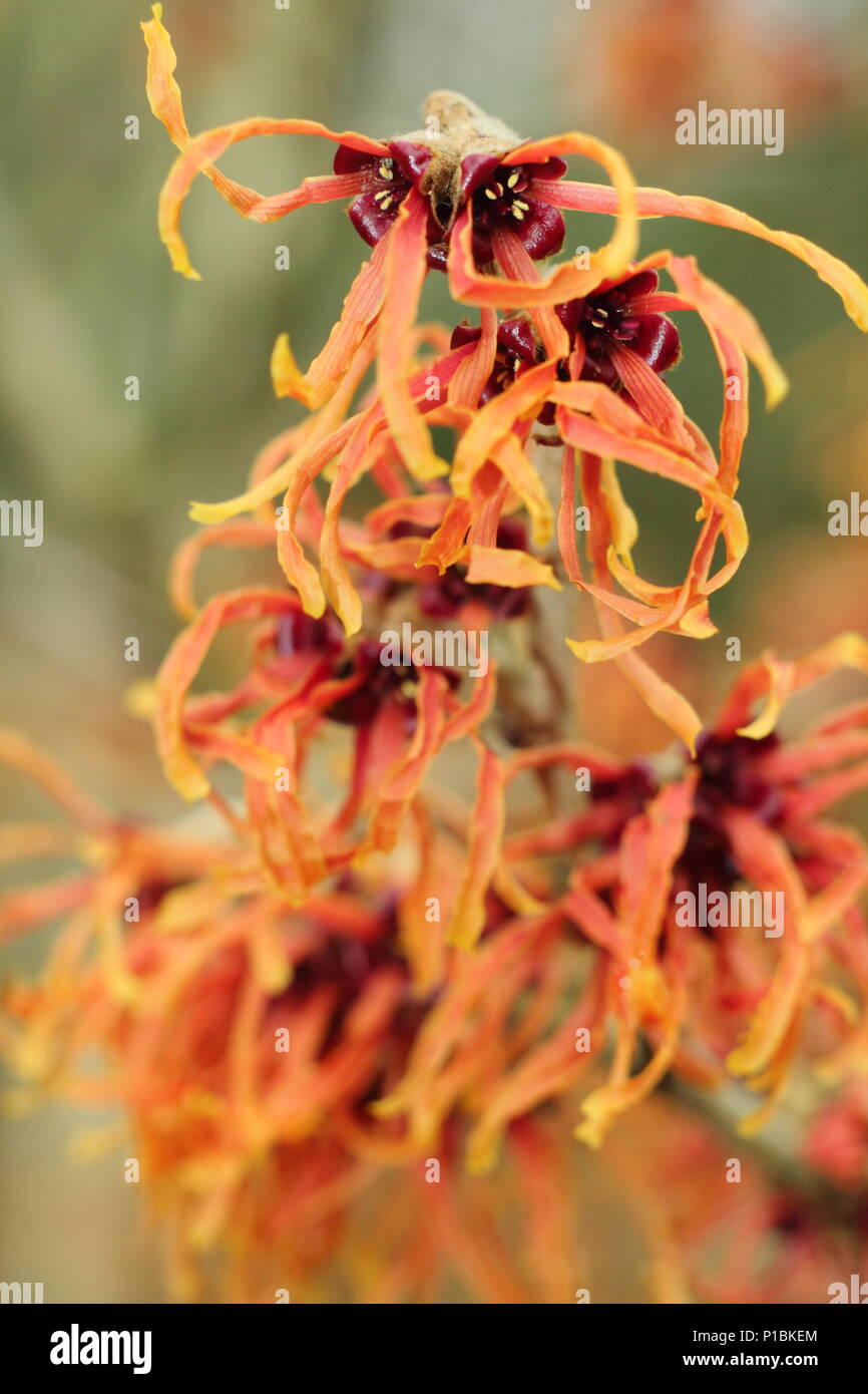 Hamamelis x intermedia "Jelena' amamelide in fiore in un giardino d'inverno, febbraio, REGNO UNITO Foto Stock