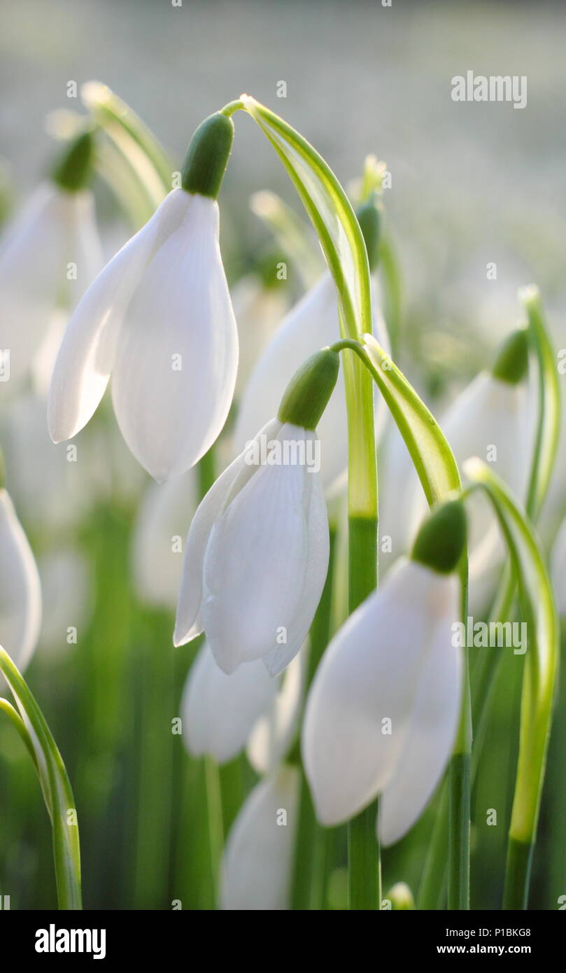 Galanthus nivalis. Snowdrops illuminato dal basso, in inverno il sole in un giardino inglese Foto Stock