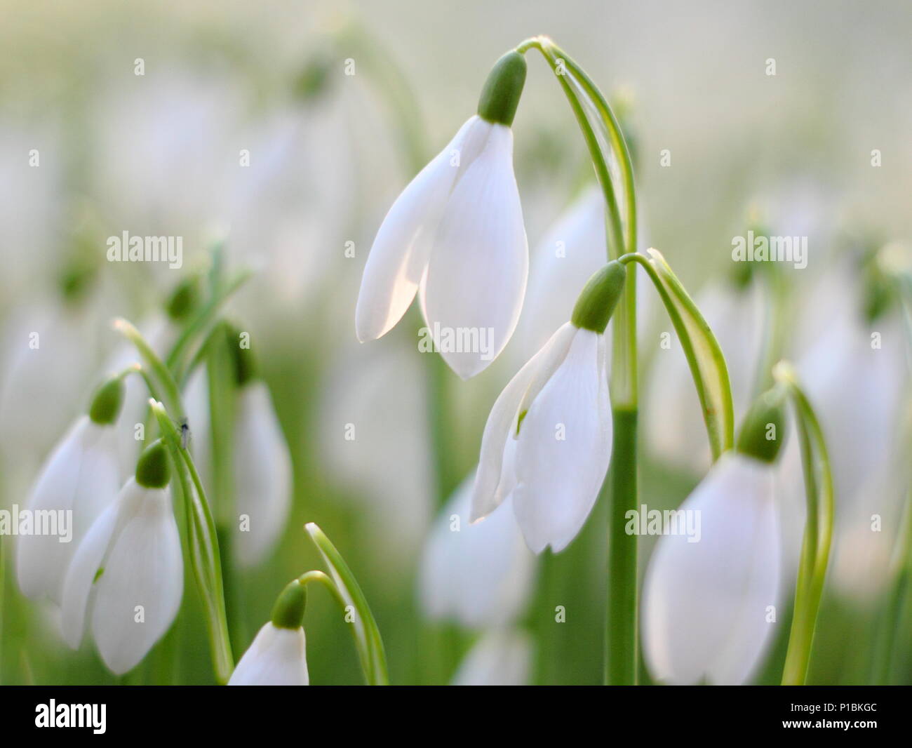 Galanthus nivalis. Snowdrops illuminato dal basso, in inverno il sole in un giardino inglese Foto Stock
