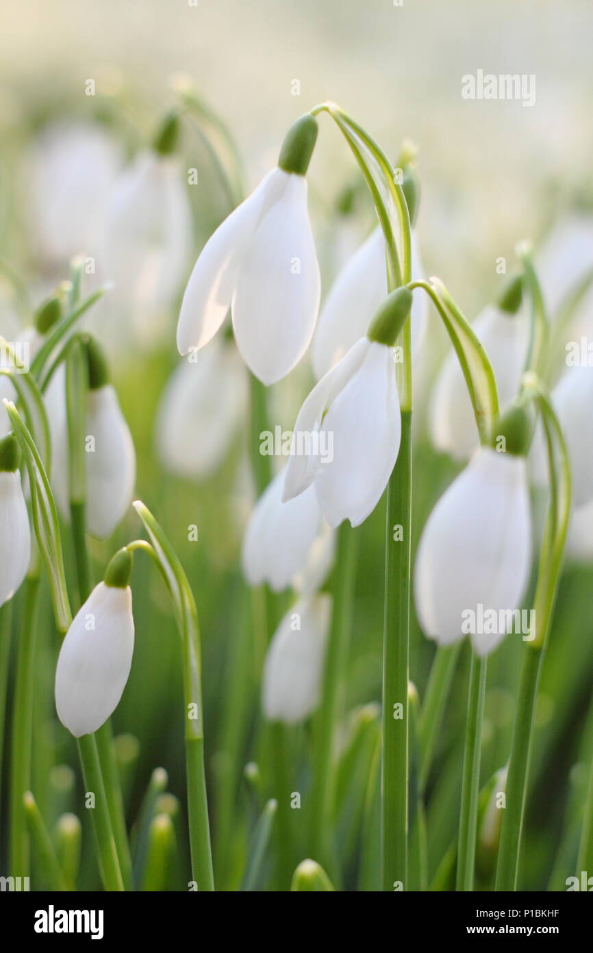 Galanthus nivalis. Snowdrops illuminato dal basso, in inverno il sole in un giardino inglese Foto Stock