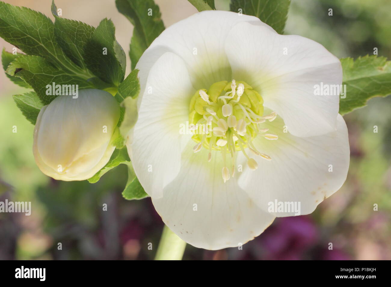Helleborus x hybridus. Rosa scuro quaresimale ibrido rosa in fiore in un giardino invernale in febbraio, REGNO UNITO Foto Stock