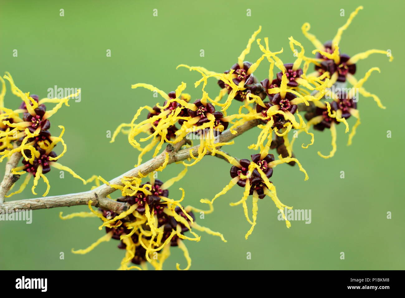 Hamamelis japonica 'Arborea', Giapponese amamelide in fiore in febbraio in un inglese winter garden, REGNO UNITO Foto Stock