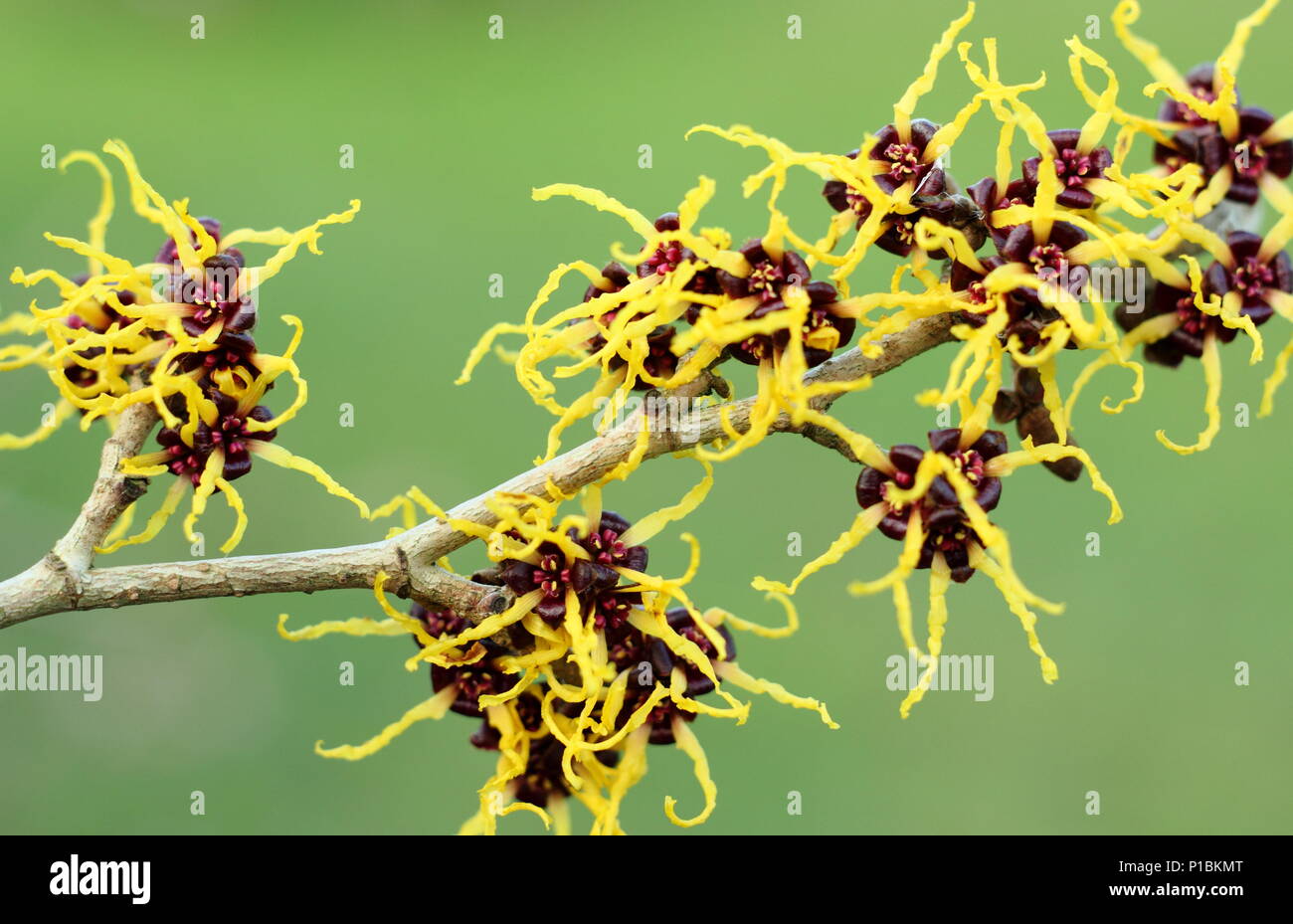 Hamamelis japonica 'Arborea', Giapponese amamelide in fiore in febbraio in un inglese winter garden, REGNO UNITO Foto Stock