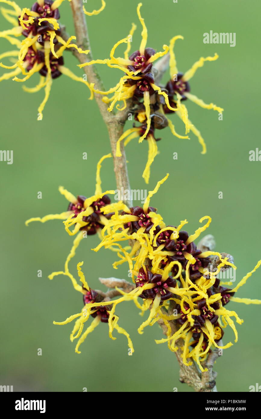 Hamamelis japonica 'Arborea', Giapponese amamelide in fiore in febbraio in un inglese winter garden, REGNO UNITO Foto Stock