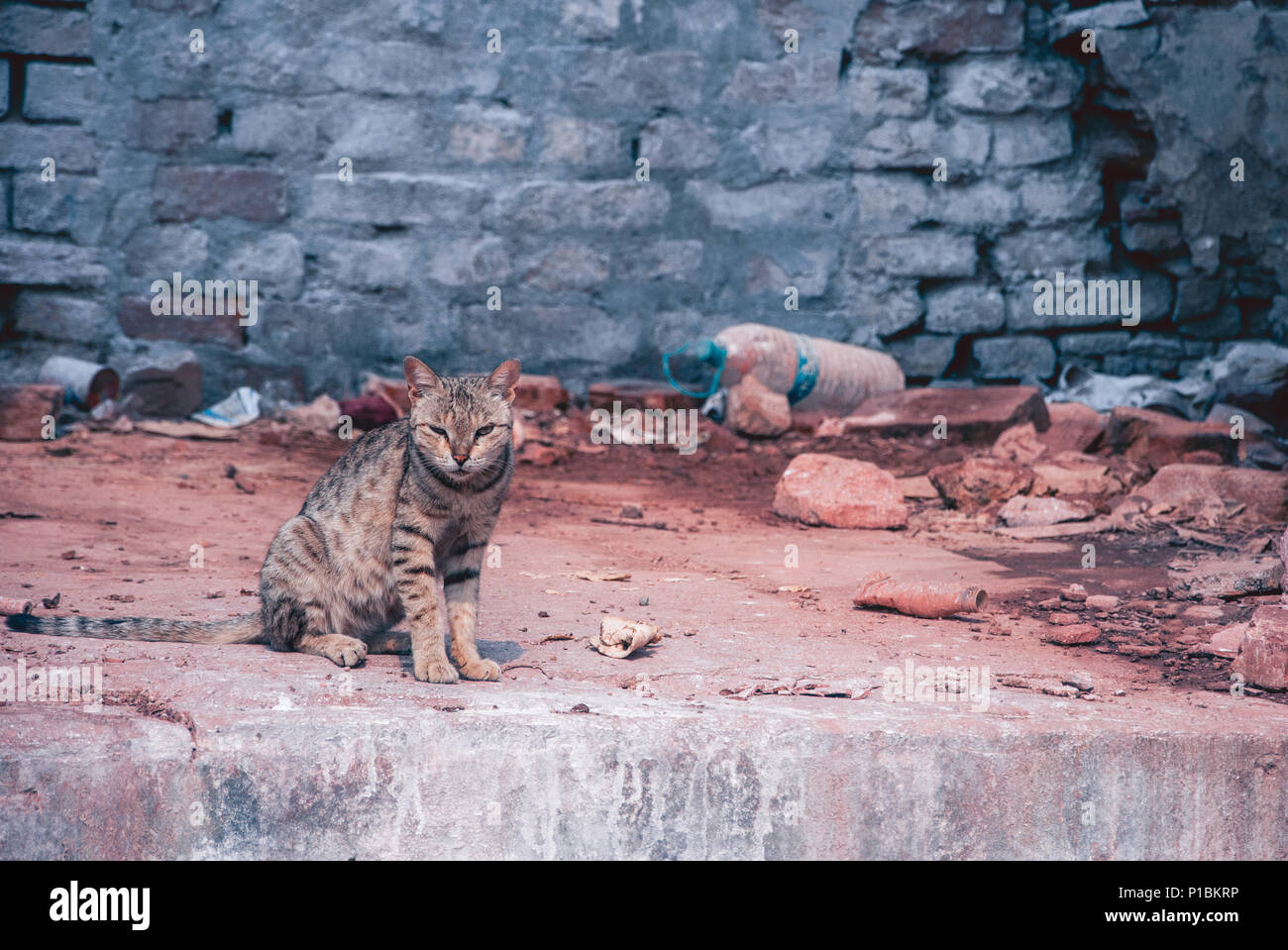 Tiger si assomigliano arrabbiato cat prima di un muro di mattoni all'interno Ramnagar Fort Foto Stock