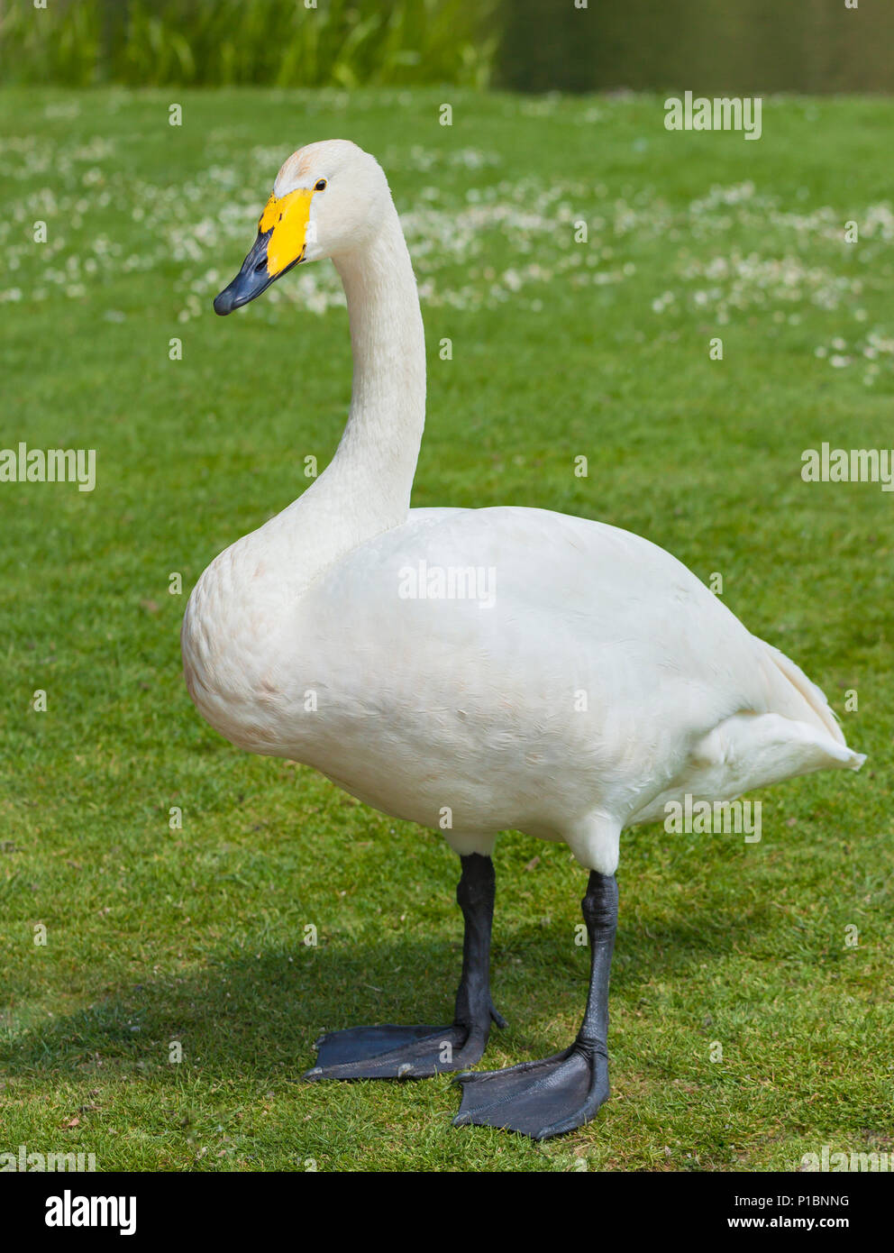 Whooper Swan. Foto Stock