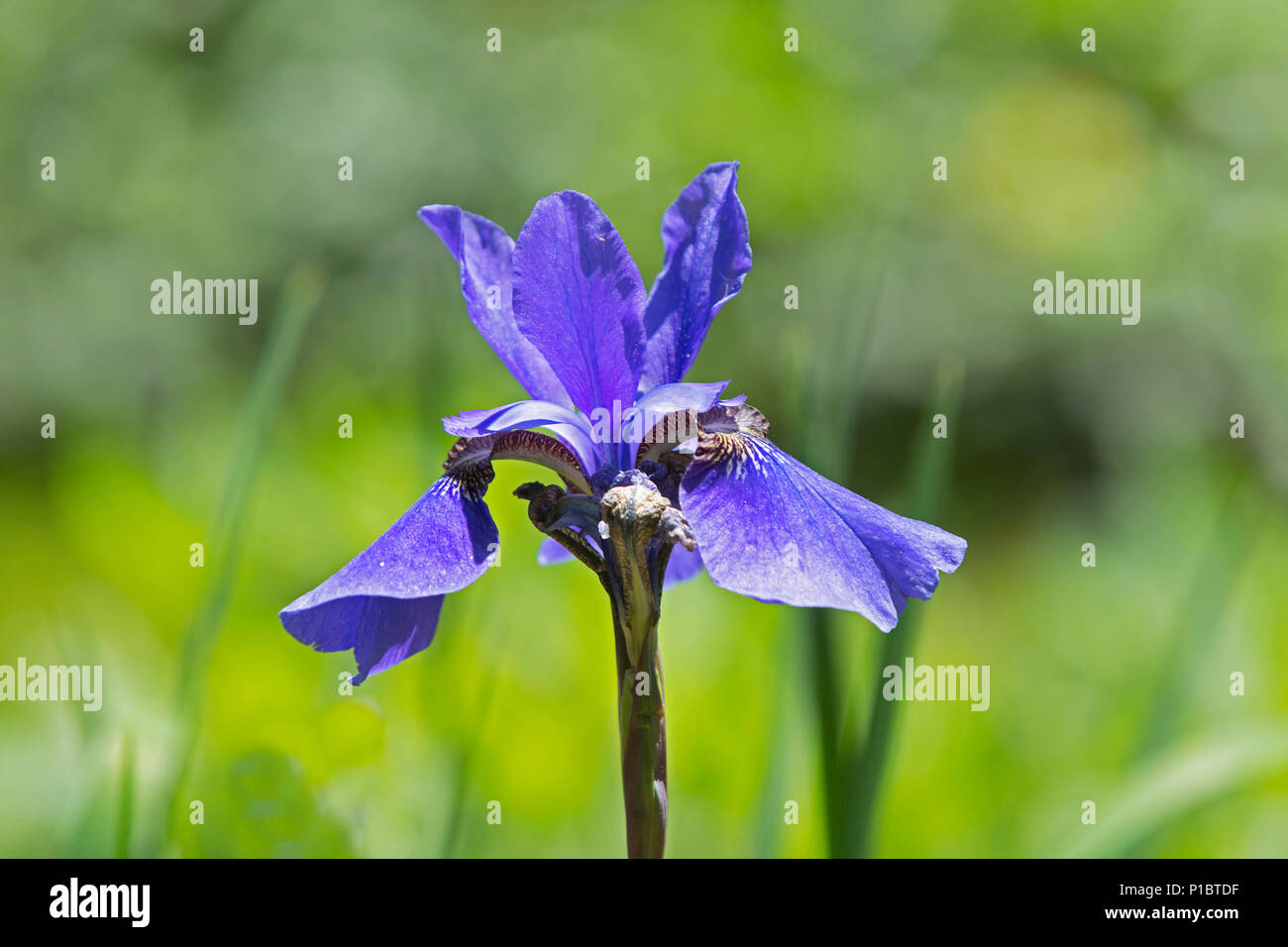 Una matita Iris blossom - Cape Cod, Massachusetts, STATI UNITI D'AMERICA Foto Stock
