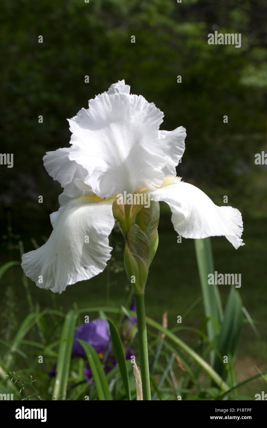 Un iride bianco in fiore - Cape Cod, Massachusetts, STATI UNITI D'AMERICA Foto Stock