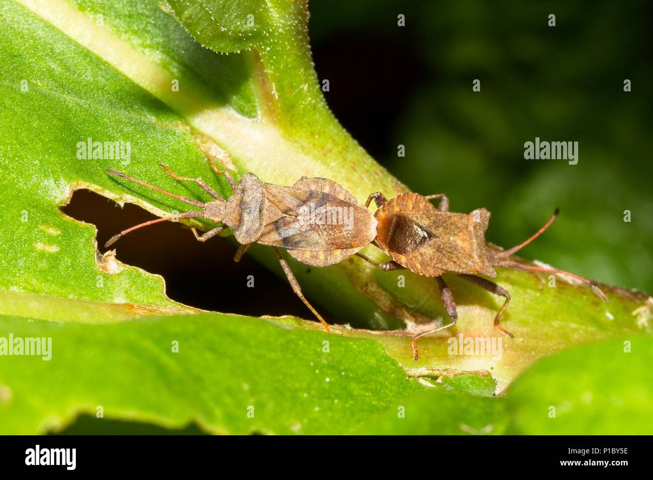 Protezione del dock bugs (Coreus marginatus) coniugata su foglie di rabarbaro, East Sussex, Regno Unito Foto Stock