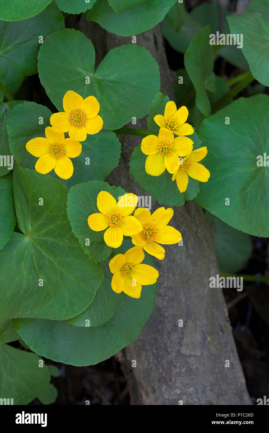 In tra il paludoso overflow di un ruscello e la salita del piede Woodland Hills, una patch di palude Le calendule fiorisce nella formazione di un lecca-lecca. Foto Stock