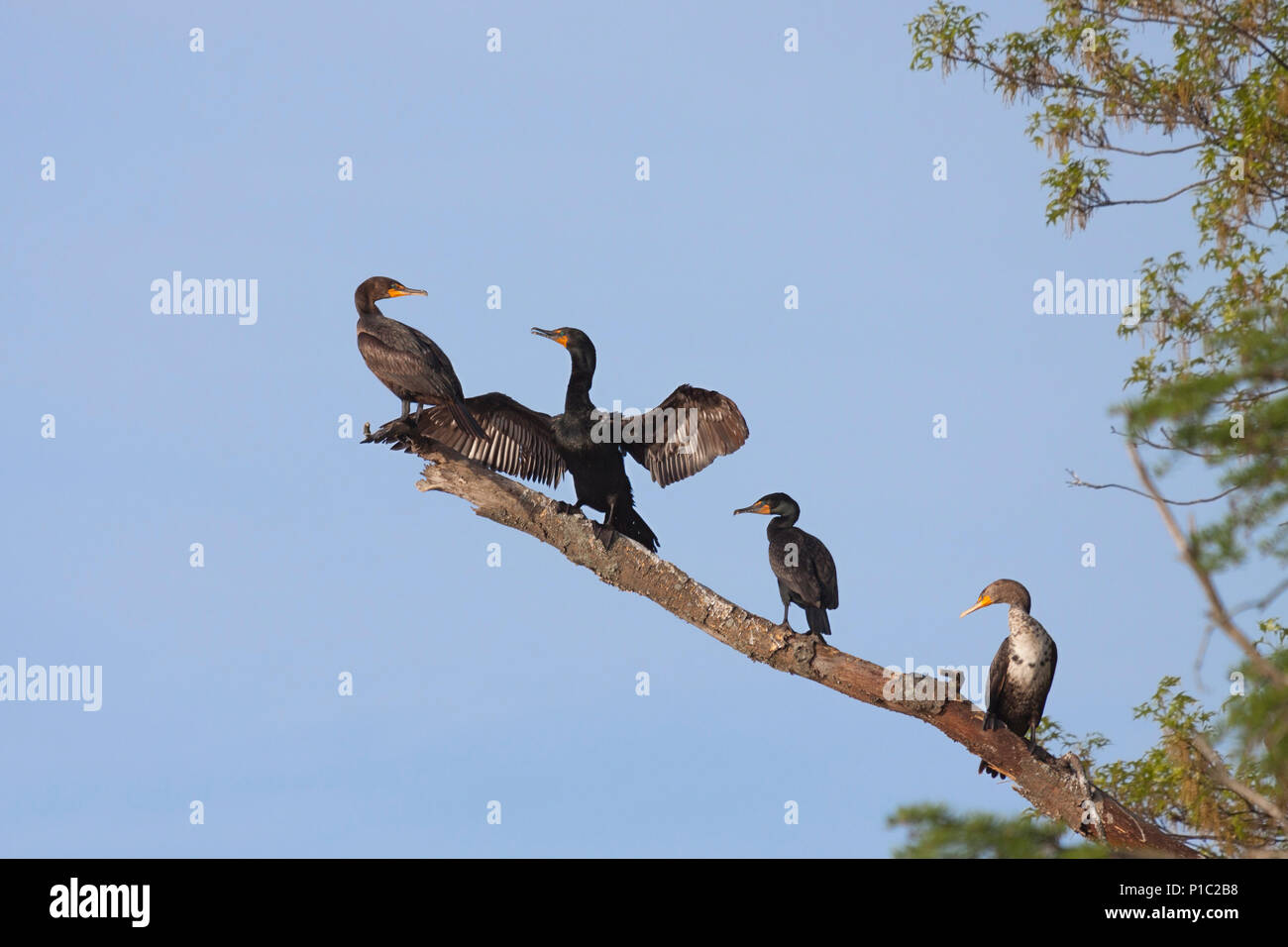 Quattro cormorani che poggiano su un ramo nel cielo blu. Un cormorano guarda indietro nel disprezzo a un altro come il secondo si diffonde le sue ali. Foto Stock