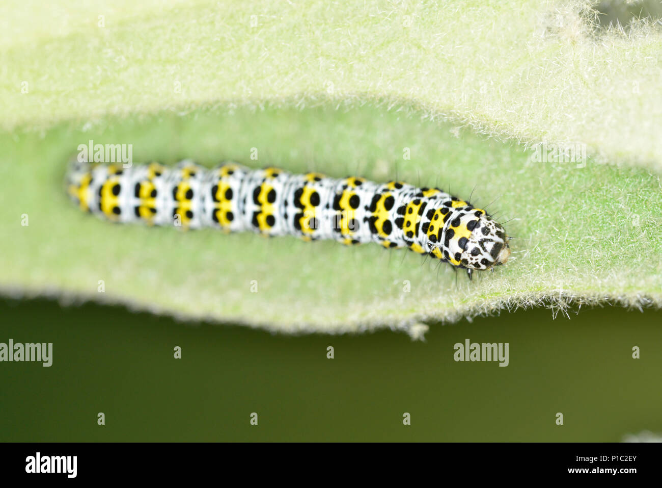 Mullein Moth caterpillar - Cucullia verbasci Foto Stock