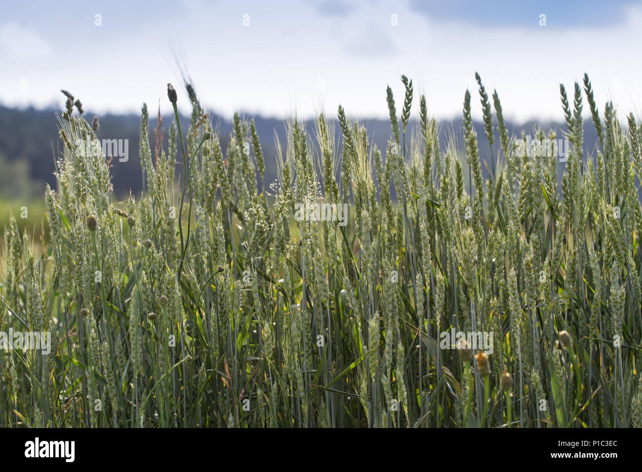 Campo di grano nel mese estivo giugno Foto Stock