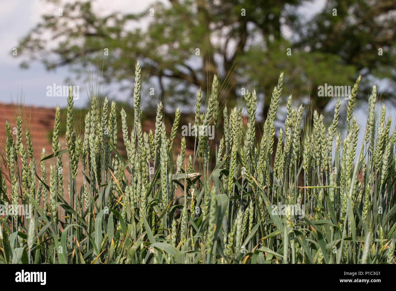 Campo di grano nel mese estivo giugno Foto Stock