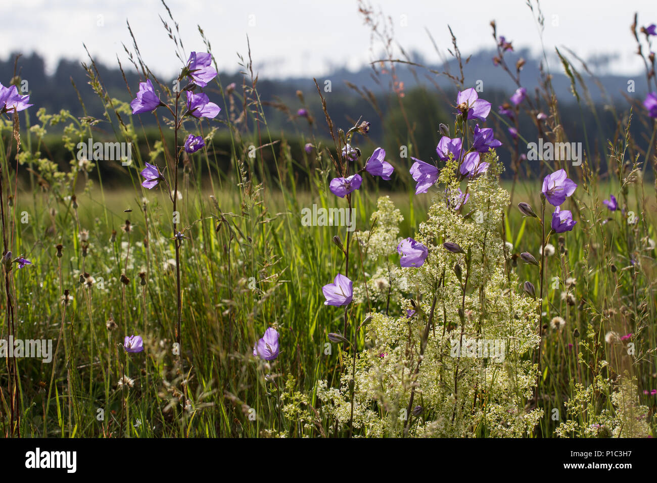 Peach-lasciarono la campanula (Campanula persicifolia) Foto Stock