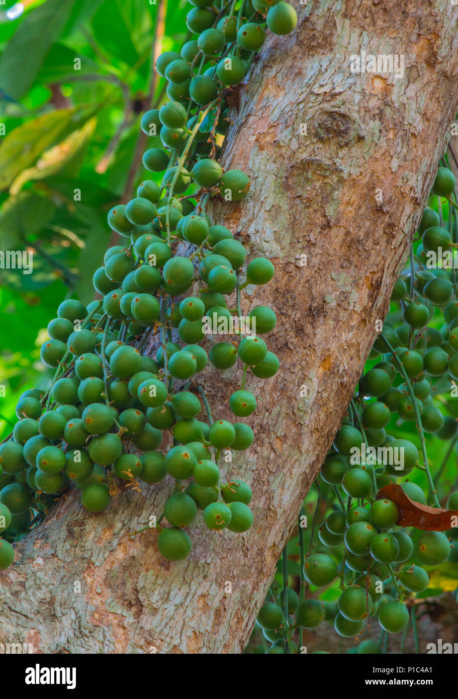 Verde ramiflora Baccaurea frutto su albero,Thailandia Foto Stock