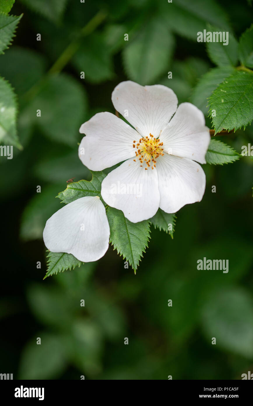 La rosa canina: Rosa canina Foto Stock