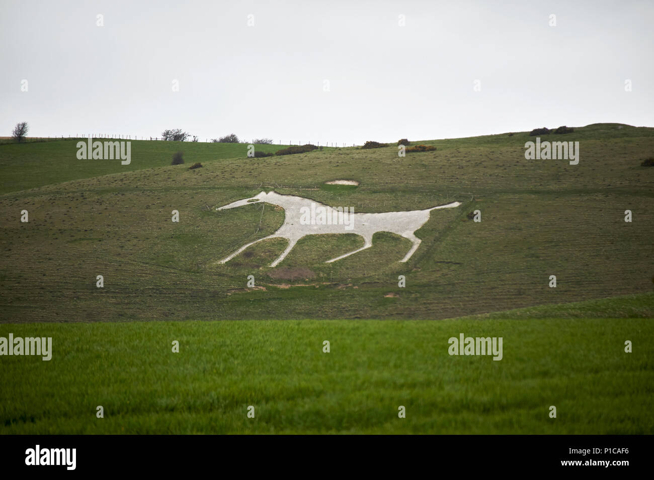 Alton barnes white horse Wiltshire, Inghilterra Regno Unito Foto Stock