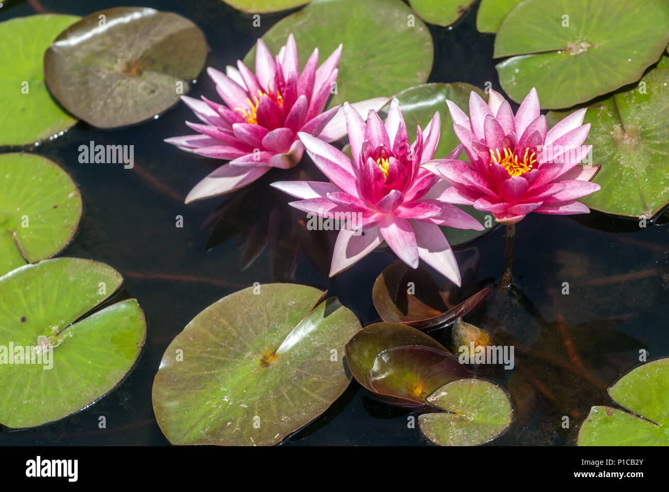 Una rosa Hardy giglio di acqua in un laghetto in giardino Foto Stock