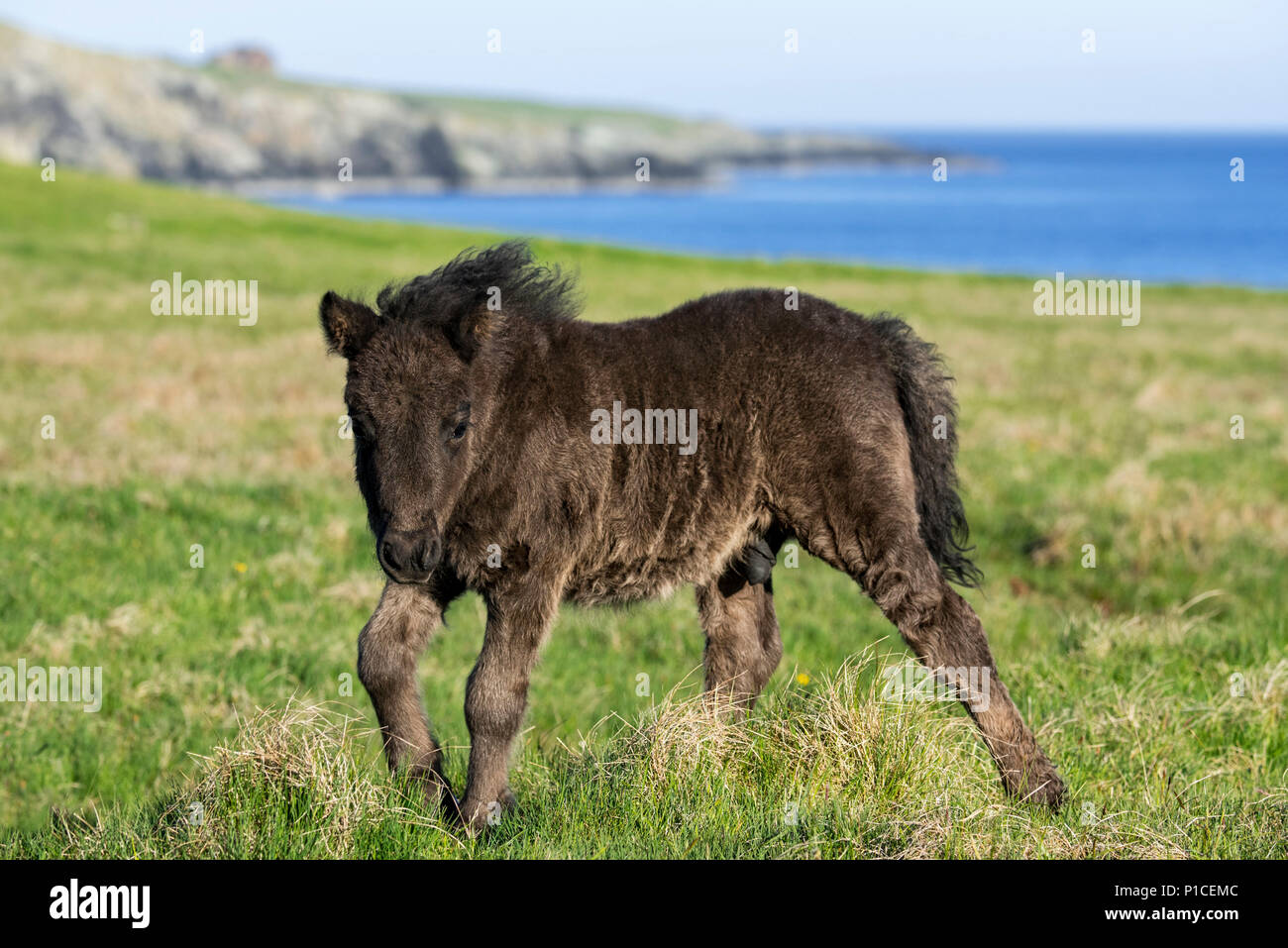 Nero pony Shetland puledro in campo lungo la costa su isole Shetland, Scotland, Regno Unito Foto Stock