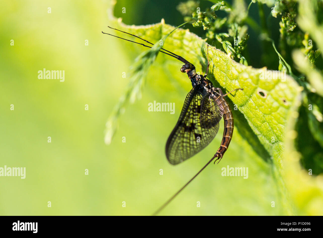 Una mayfly su una foglia Foto Stock