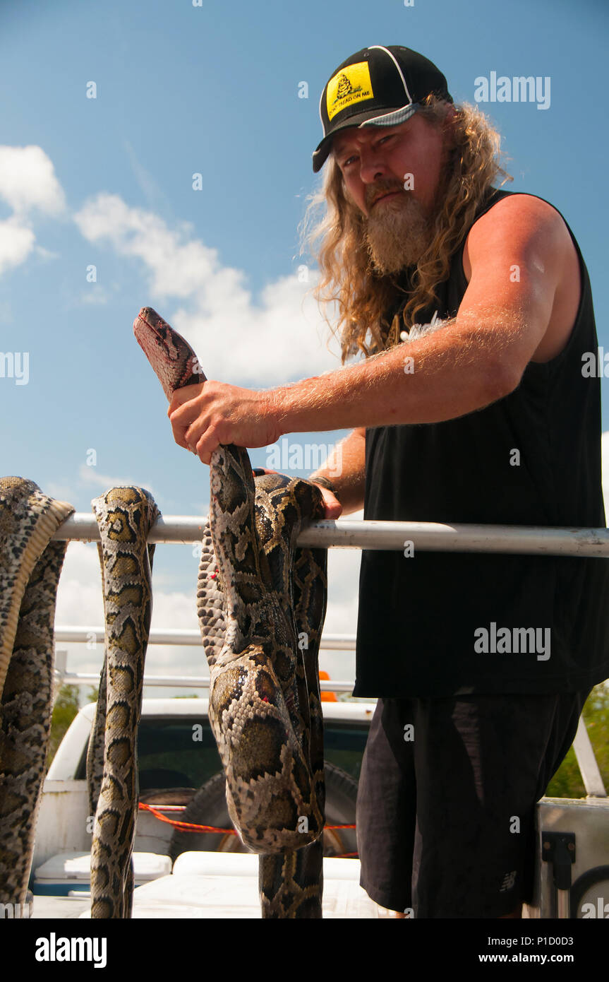 Dustin 'Wildman' Crum è uno dei 25 birmano cacciatori python con licenza della Florida del Sud distretto per la gestione idrica a cacciare i serpenti invasiva. Foto Stock