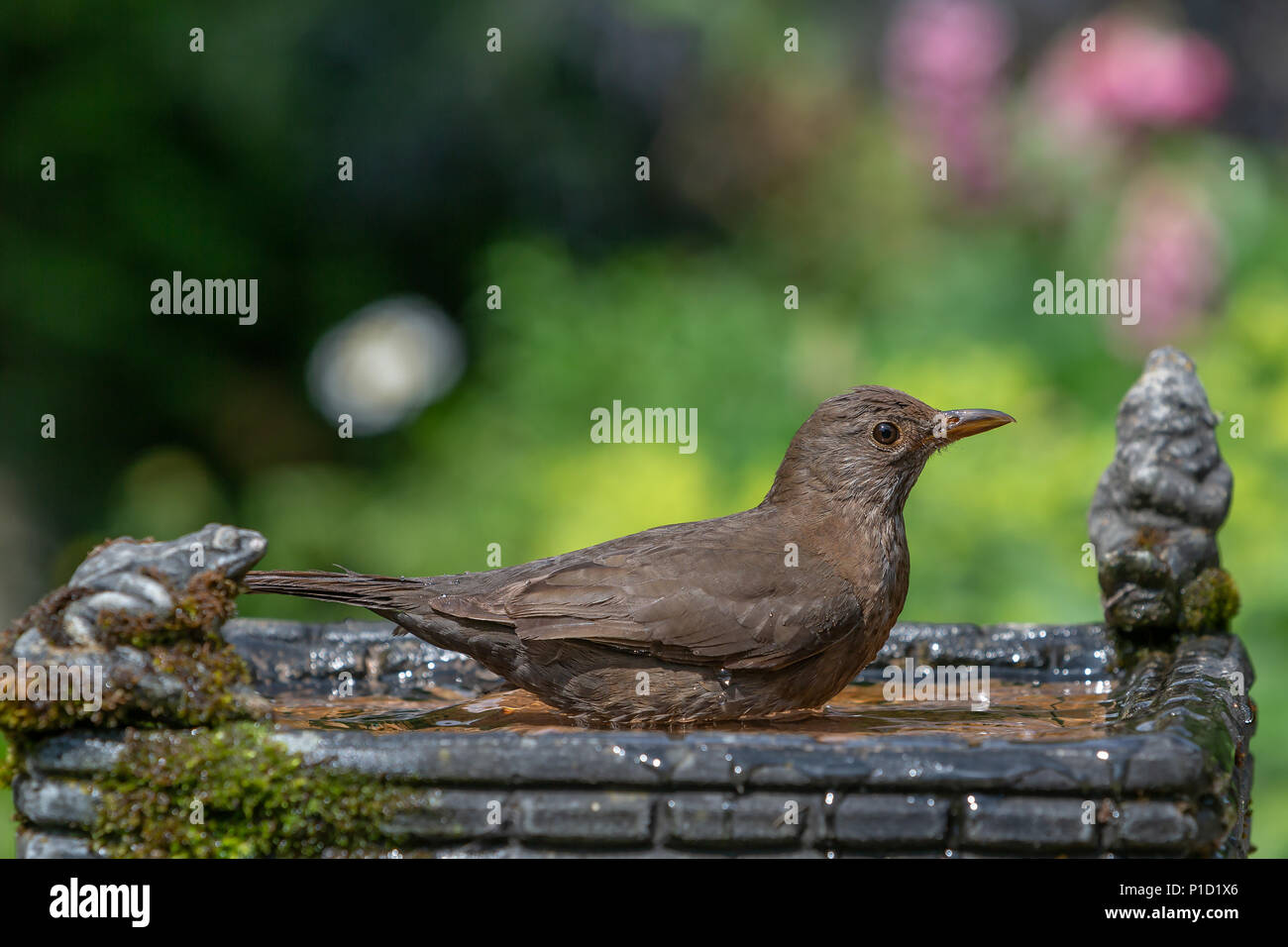 11 Giugno 2018 - Femmina blackbird gode dell'acqua fresca di una famiglia giardino Bagno uccelli e ha una vasca da bagno caldo e soleggiato Foto Stock