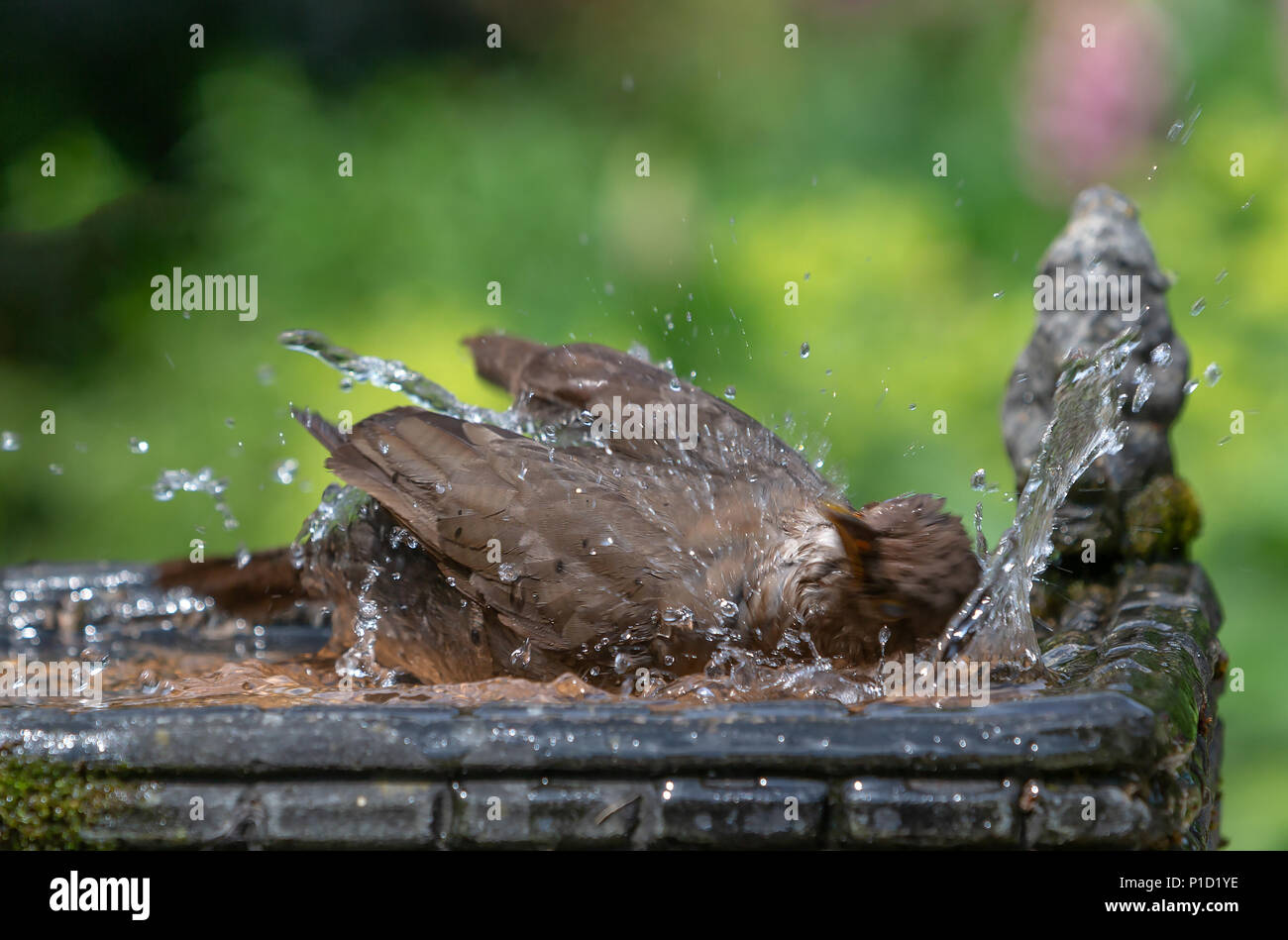 11 Giugno 2018 - Femmina blackbird gode dell'acqua fresca di una famiglia giardino Bagno uccelli e ha una vasca da bagno caldo e soleggiato Foto Stock
