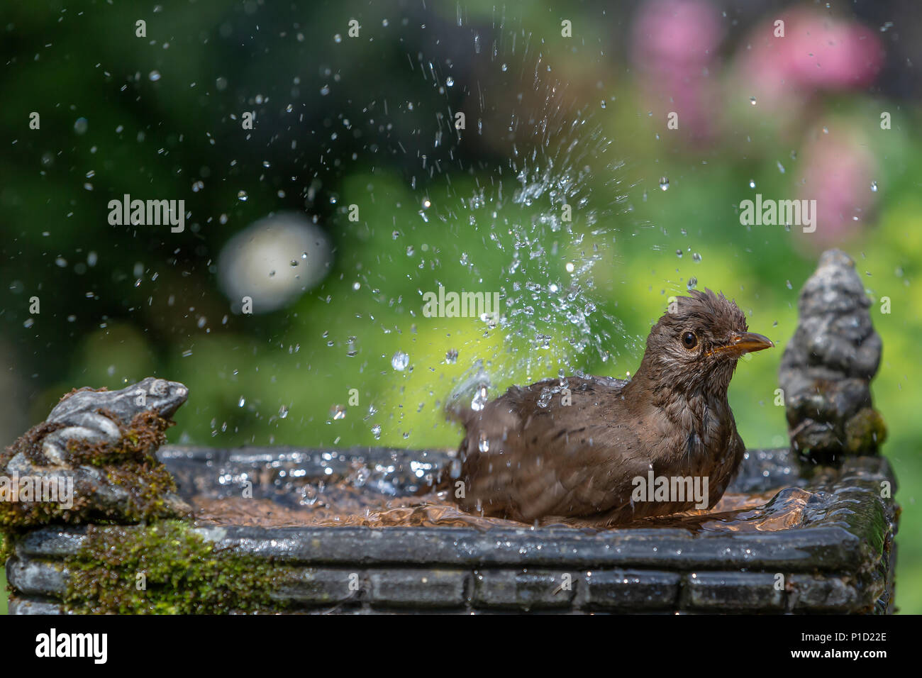 11 Giugno 2018 - Femmina blackbird gode dell'acqua fresca di una famiglia giardino Bagno uccelli e ha una vasca da bagno caldo e soleggiato Foto Stock