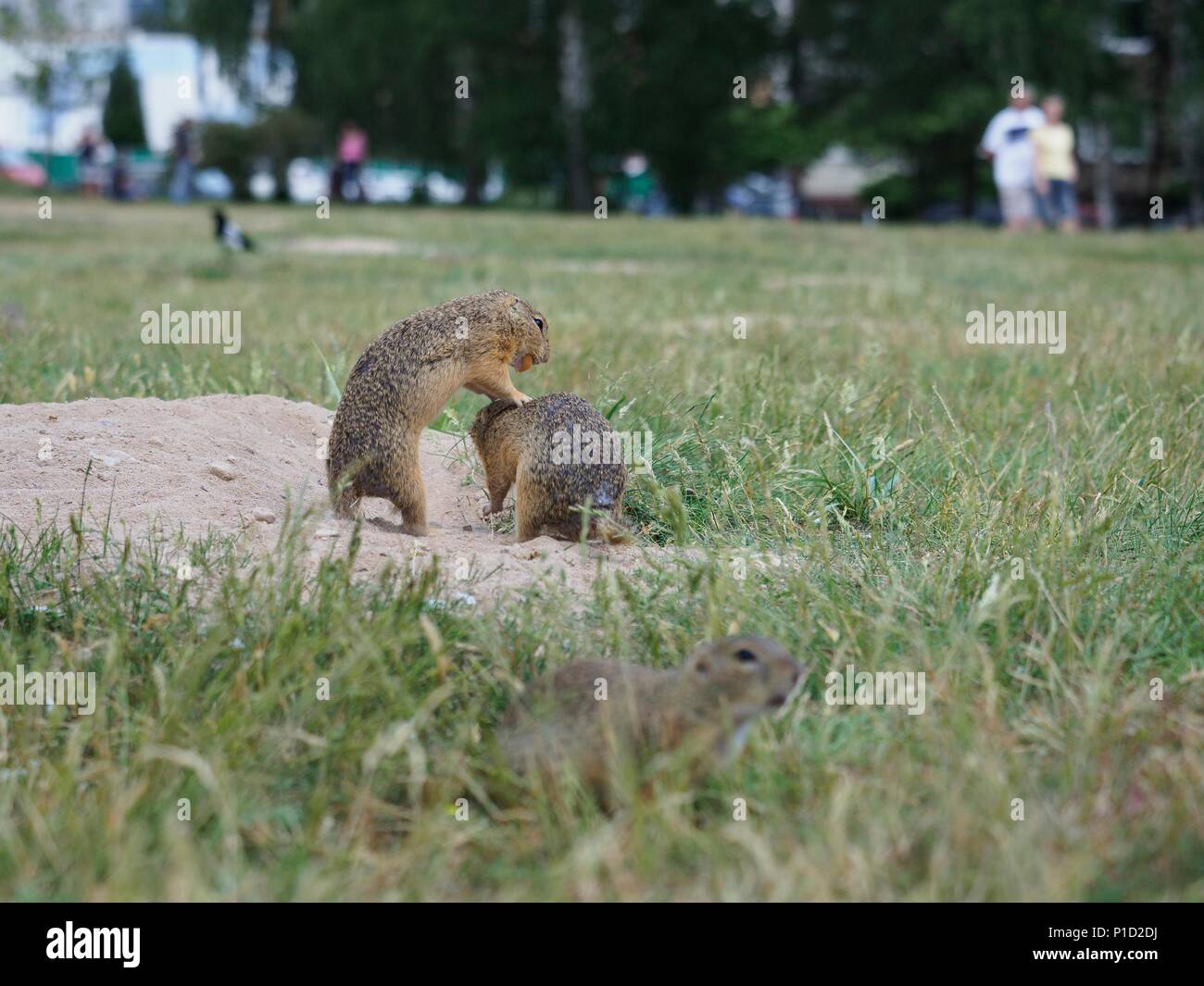 Terreno europeo scoiattolo, combattimenti giovane Foto Stock