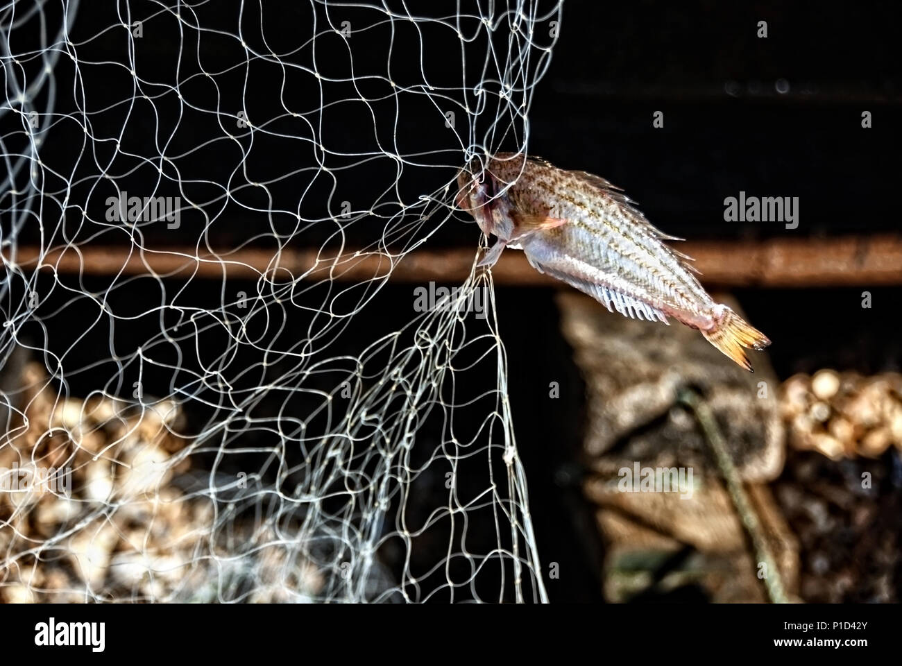 Minor Weaver pesce in una rete Foto Stock