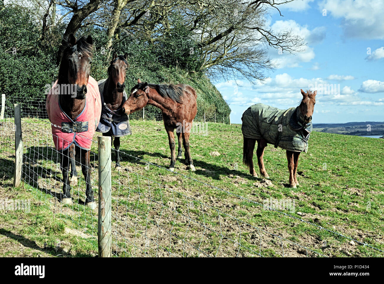 Quattro cavalli in un campo Foto Stock