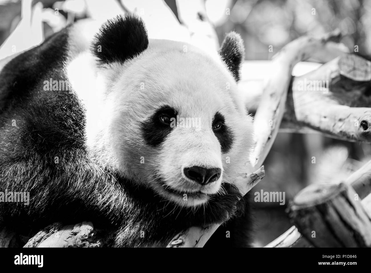 Gli animali che presentano per la fotocamera. Foto Stock