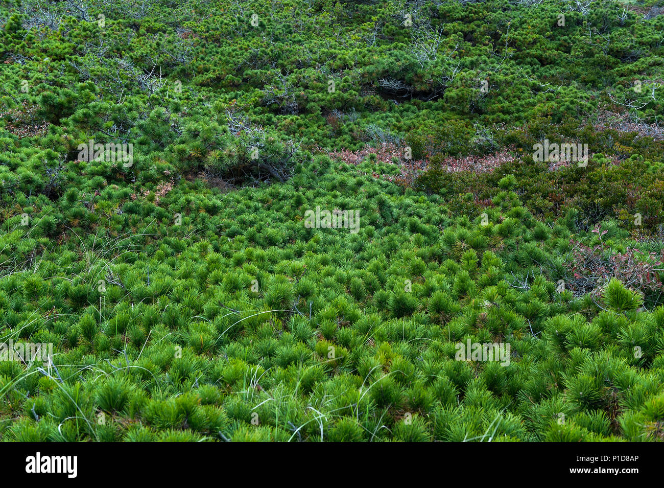 Bassa crescita della vegetazione di pini nelle dune costiere, Wellfleet, Cape Cod, Massachusetts, STATI UNITI D'AMERICA. Foto Stock