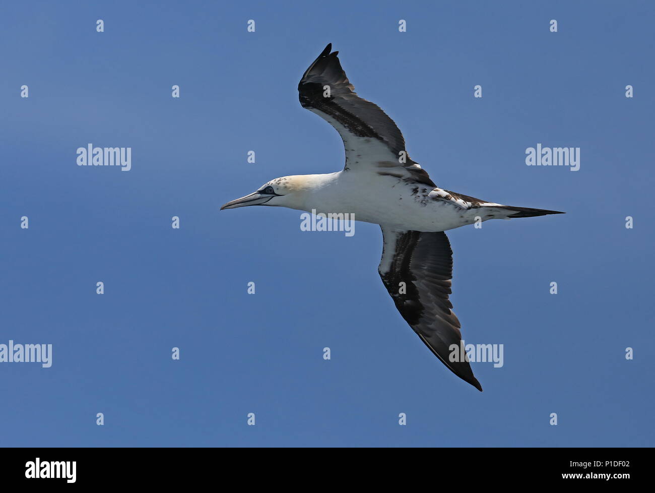 Northern Gannet (Morus bassanus) secondo anno in volo nel golfo di Biscaglia, Oceano Atlantico possono Foto Stock
