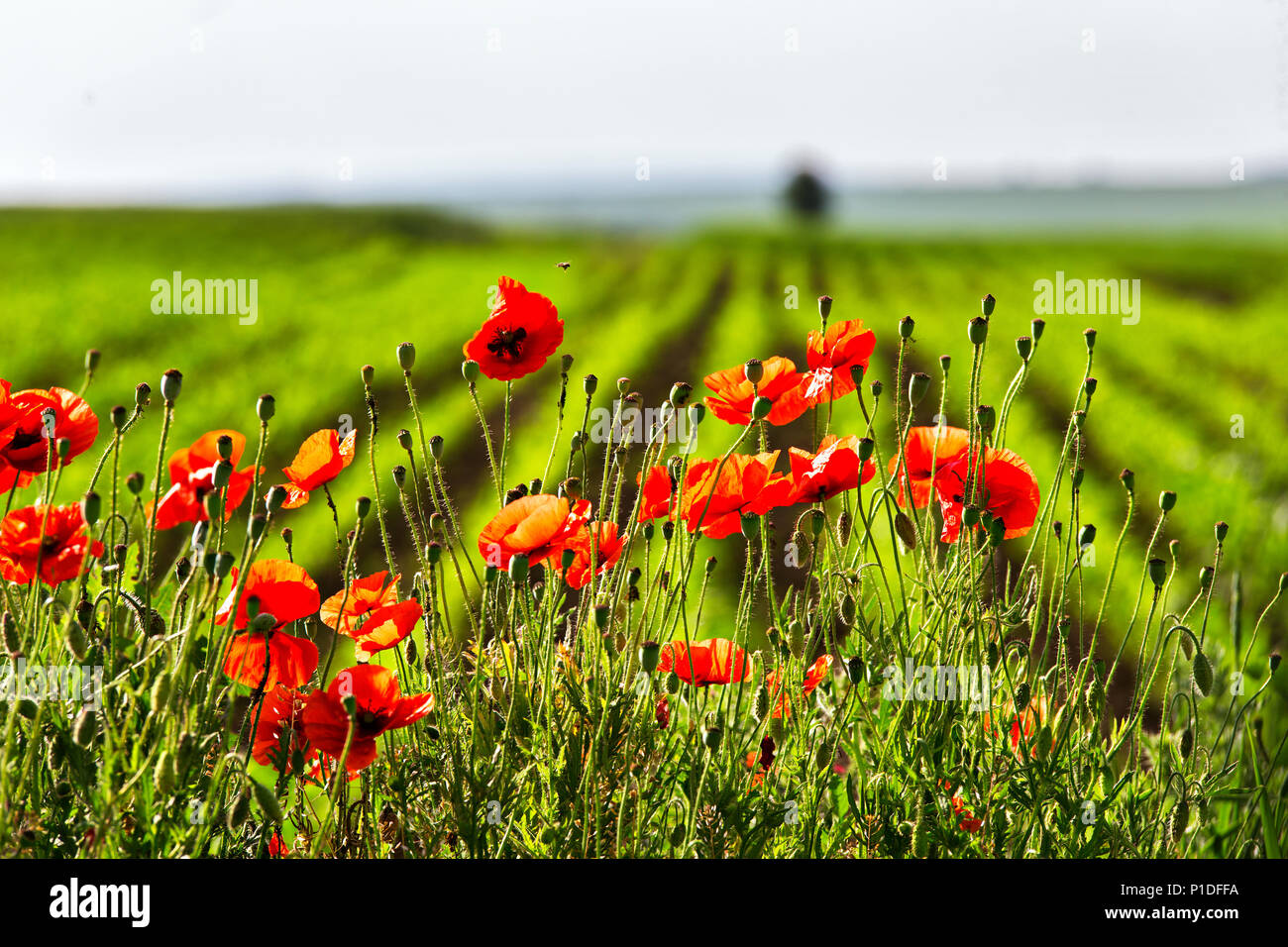 Splendido campo di papavero a fine maggio. Papaveri rossi fiori sbocciano i fiori selvatici sul campo. I farmaci naturali. Papavero, impianto botanico, ecologia Foto Stock