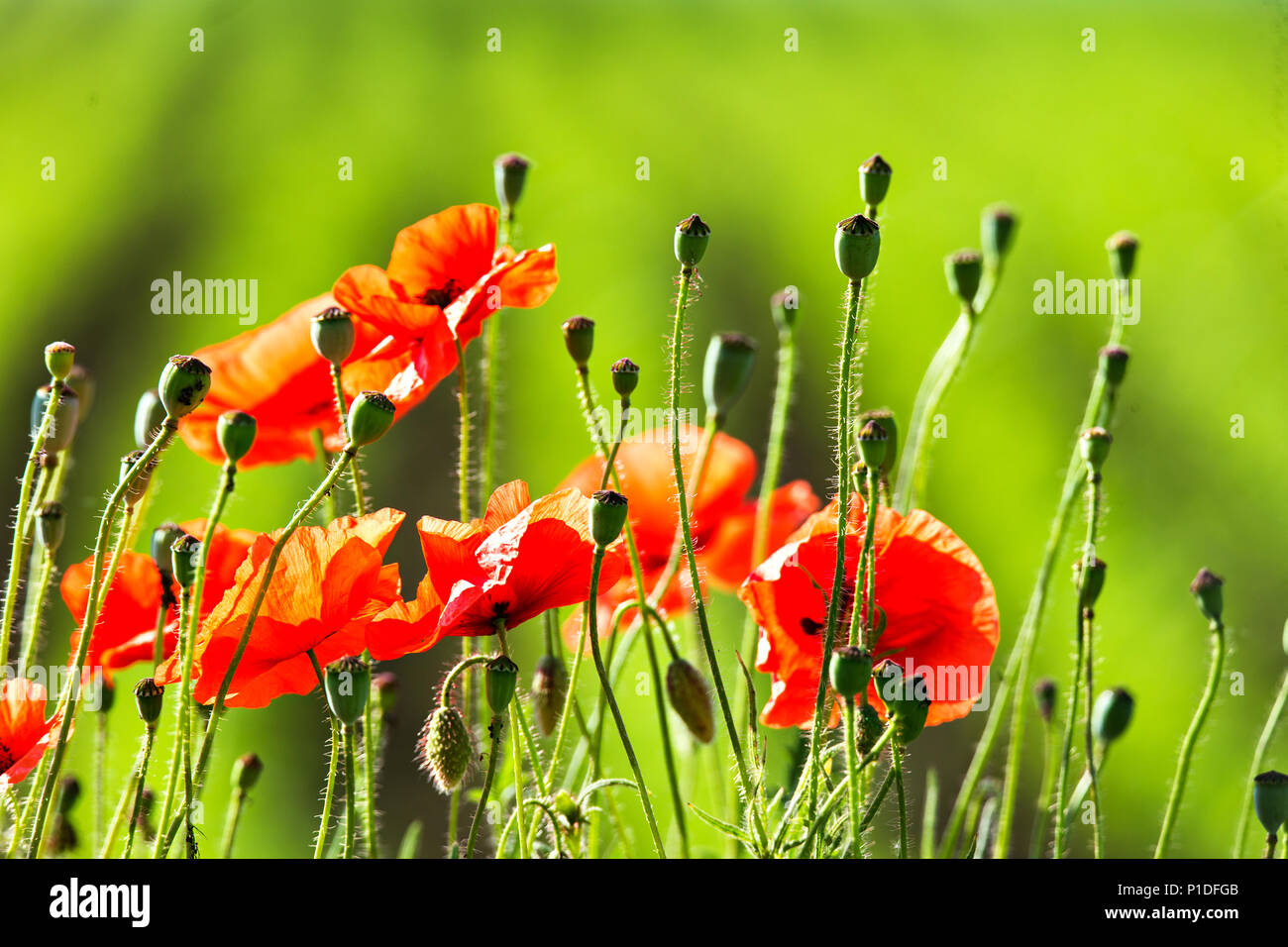 Splendido campo di papavero a fine maggio. Papaveri rossi fiori sbocciano i fiori selvatici sul campo. I farmaci naturali. Papavero, impianto botanico, ecologia Foto Stock