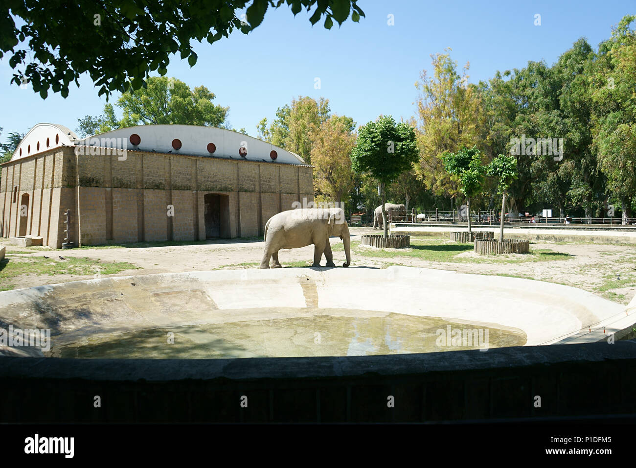 Elefante in zoo fo napoli, Italia Foto Stock
