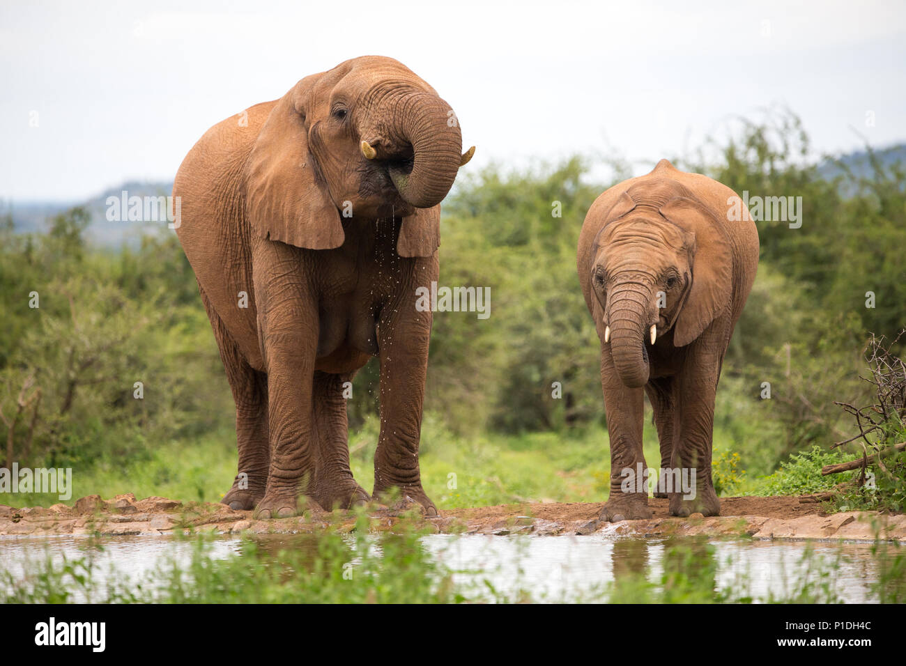 Madre di elefante e giovane coppia vicino la sete e bere a waterhole nel bush Africano di fronte alla fotocamera in Madikwe Game Reserve,Sud Africa Foto Stock