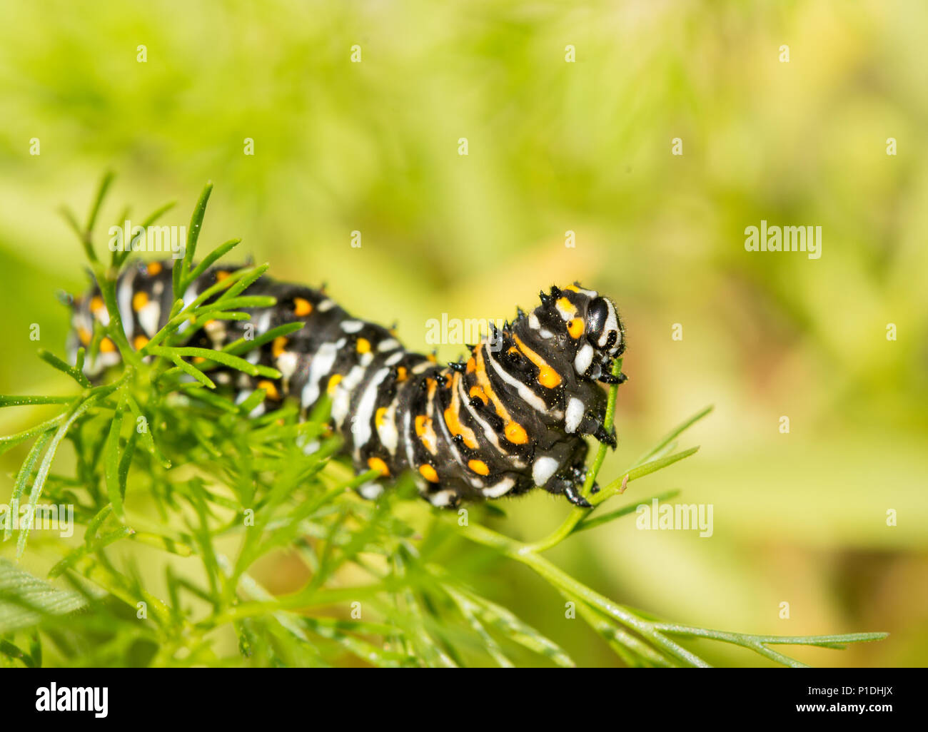 Quarto instar a coda di rondine nero butterfly caterpillar cane mangia il finocchio in primavera Foto Stock