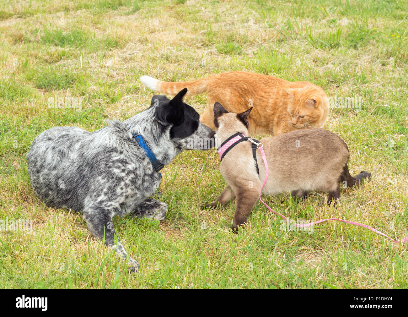 Due gatti e un cane avente una discussione all'aperto Foto Stock
