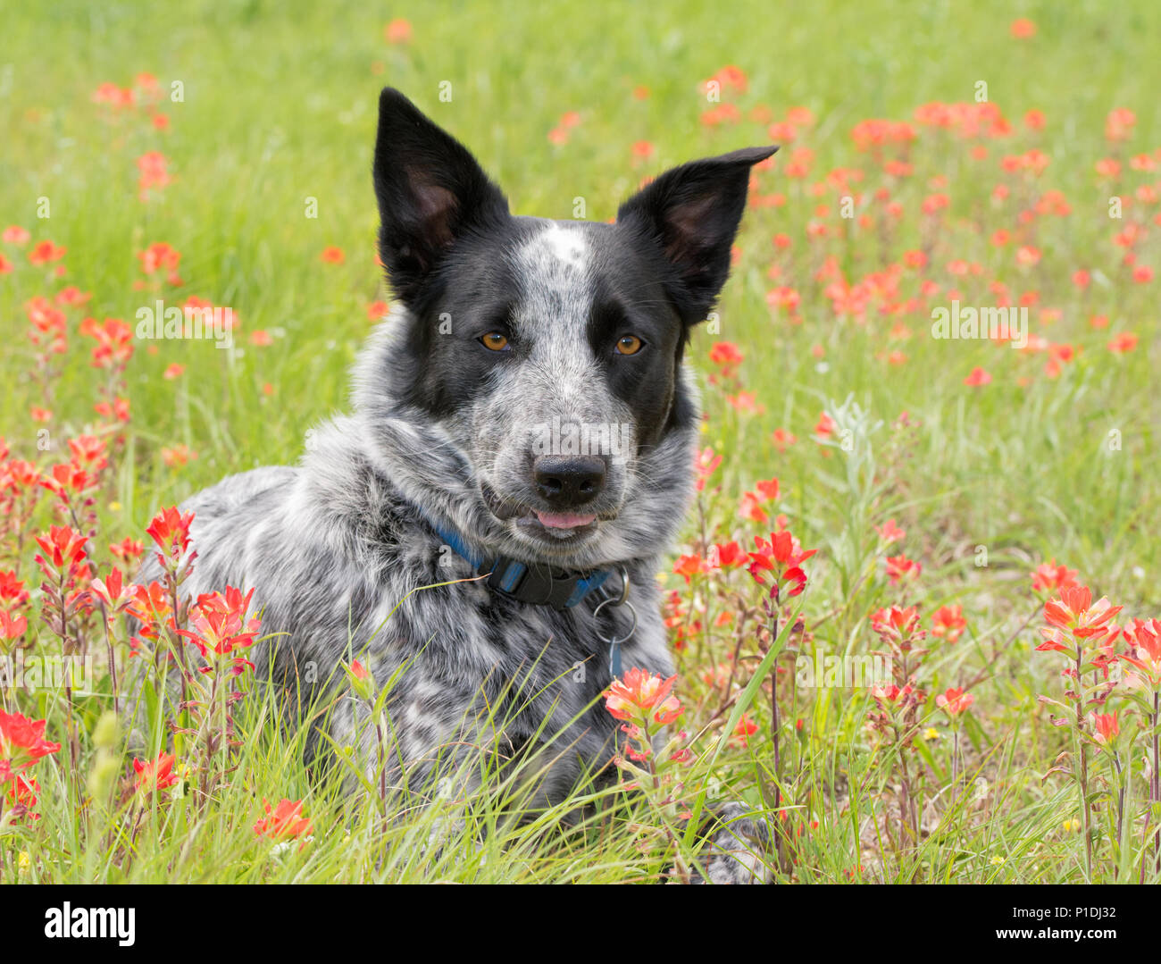 Bianco e nero Spotted Dog nel mezzo di rosso fiori di campo su di un soleggiato prato primavera Foto Stock
