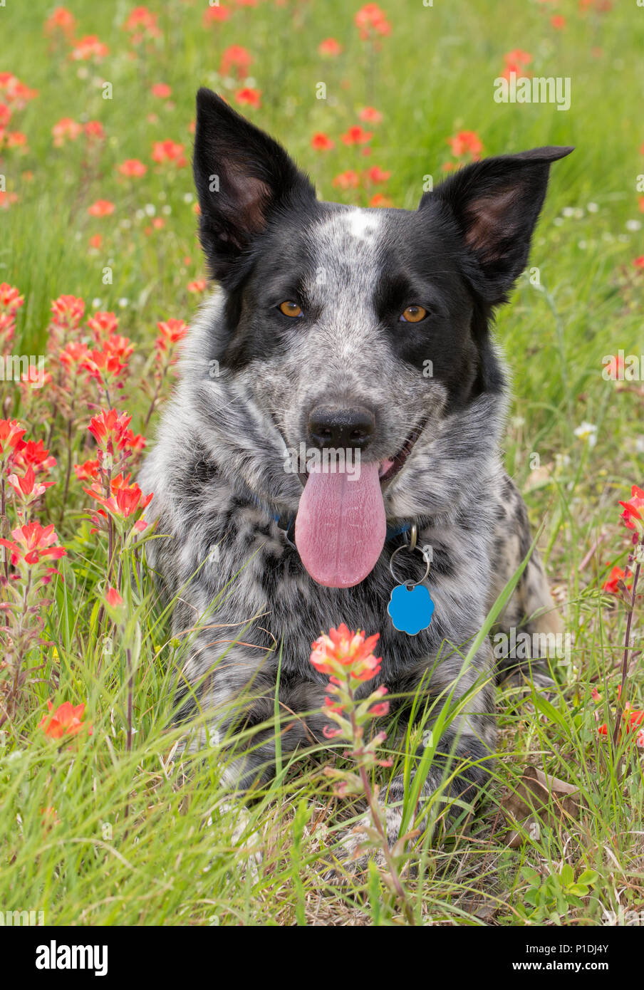 Bella in bianco e nero spotted dog su un soleggiato verde e rosso prato primavera Foto Stock