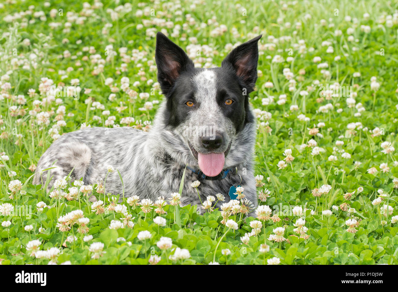 Bianco e nero Texas Heeler dog giacente in una soleggiata patch di trifoglio, guardando il visore Foto Stock